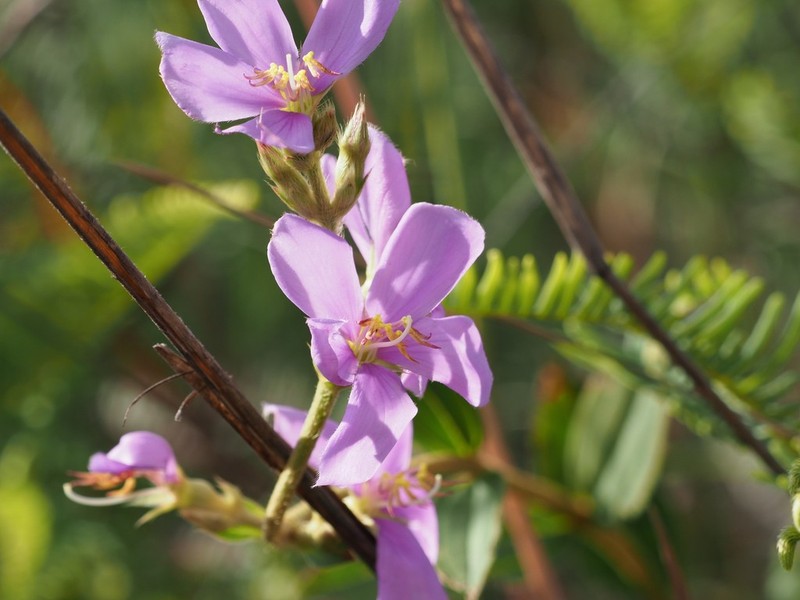Pleroma robustum photo 3