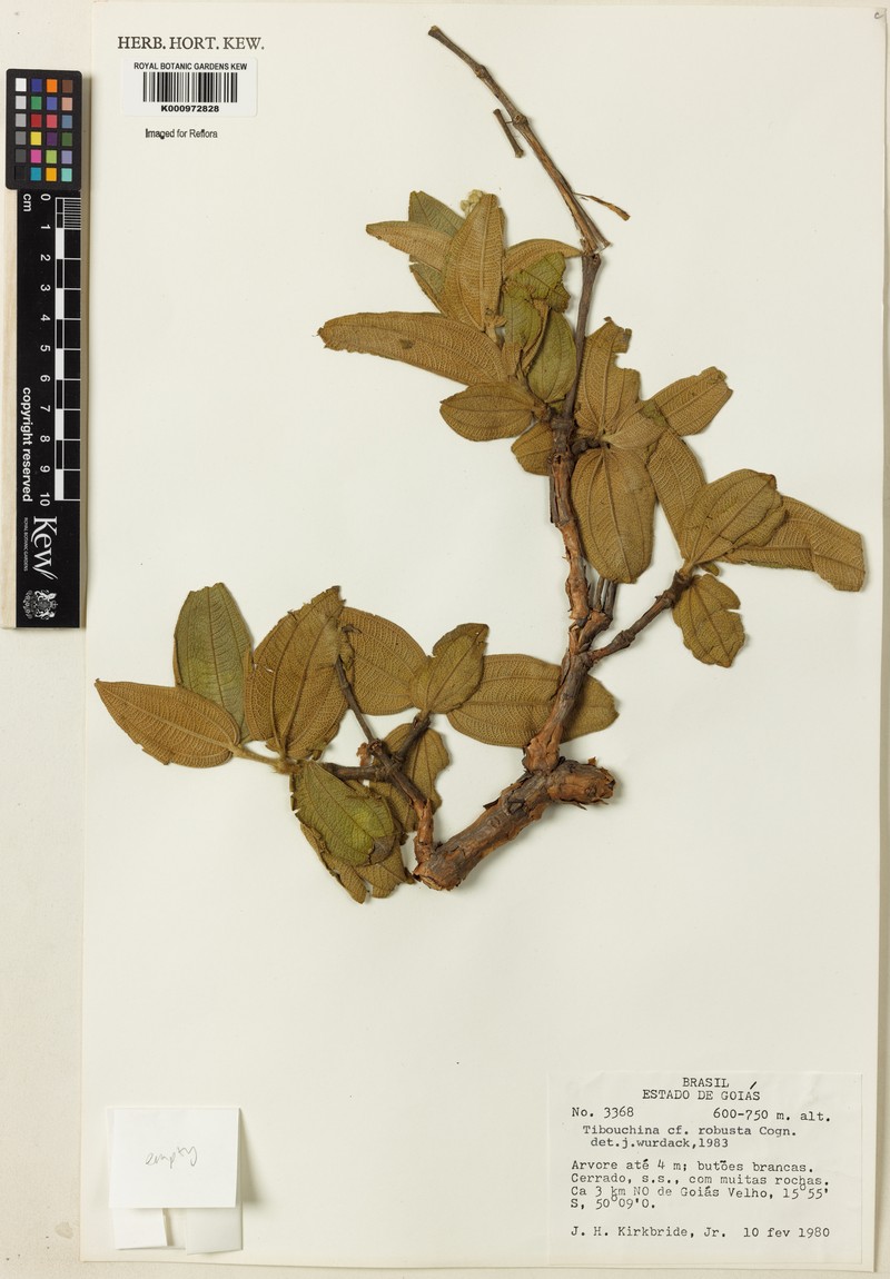Pleroma robustum photo 4
