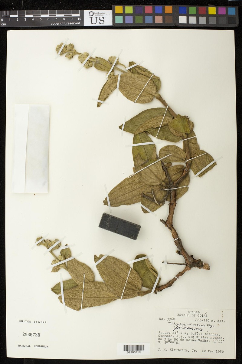 Pleroma robustum photo 5