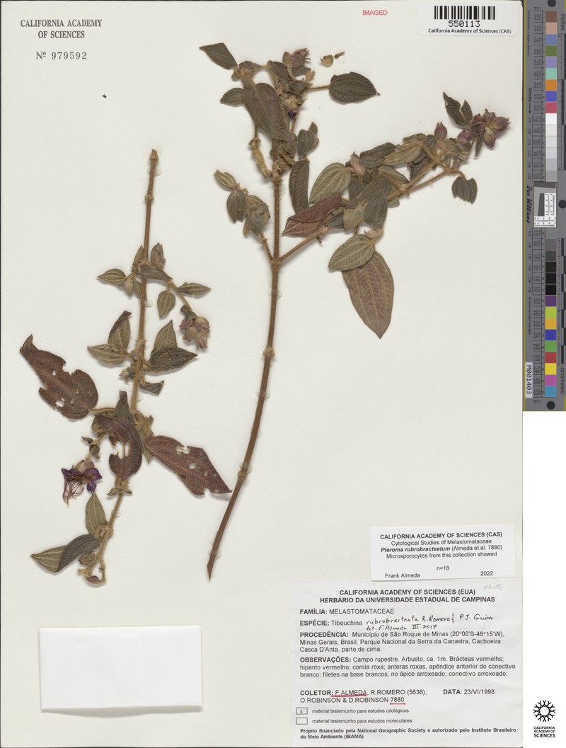 Pleroma rubrobracteatum