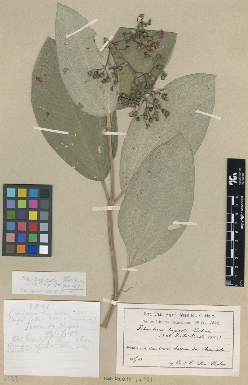 Pleroma rupicola