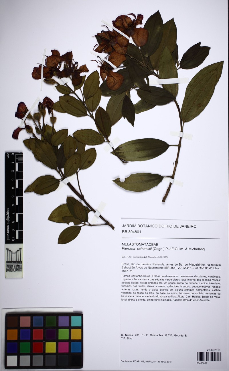 Pleroma schenckii
