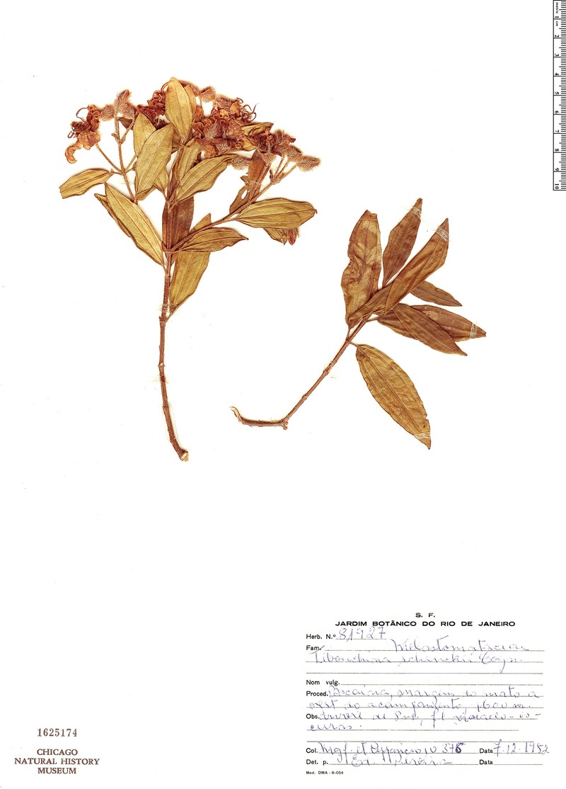 Pleroma schenckii photo 2