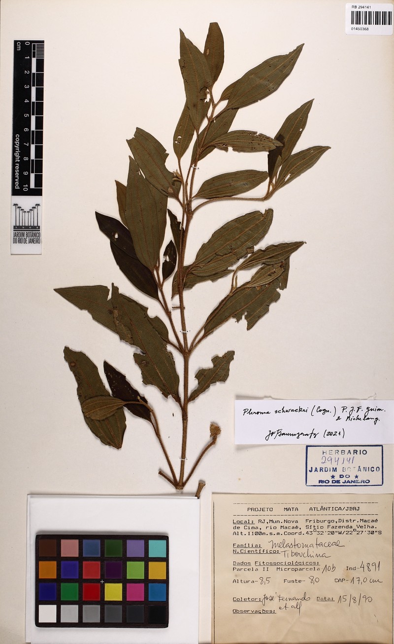 Pleroma schwackei