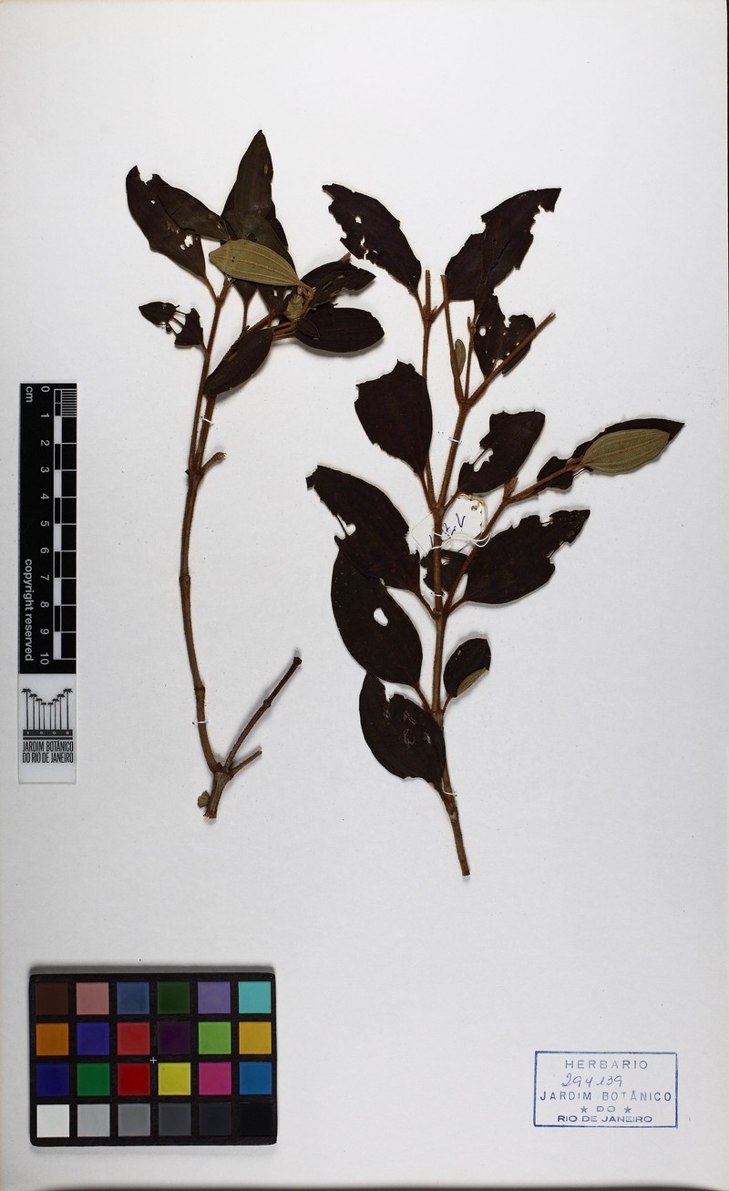 Pleroma schwackei photo 2