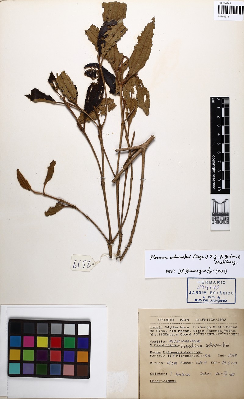 Pleroma schwackei photo 3