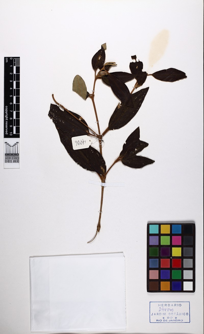 Pleroma schwackei photo 4