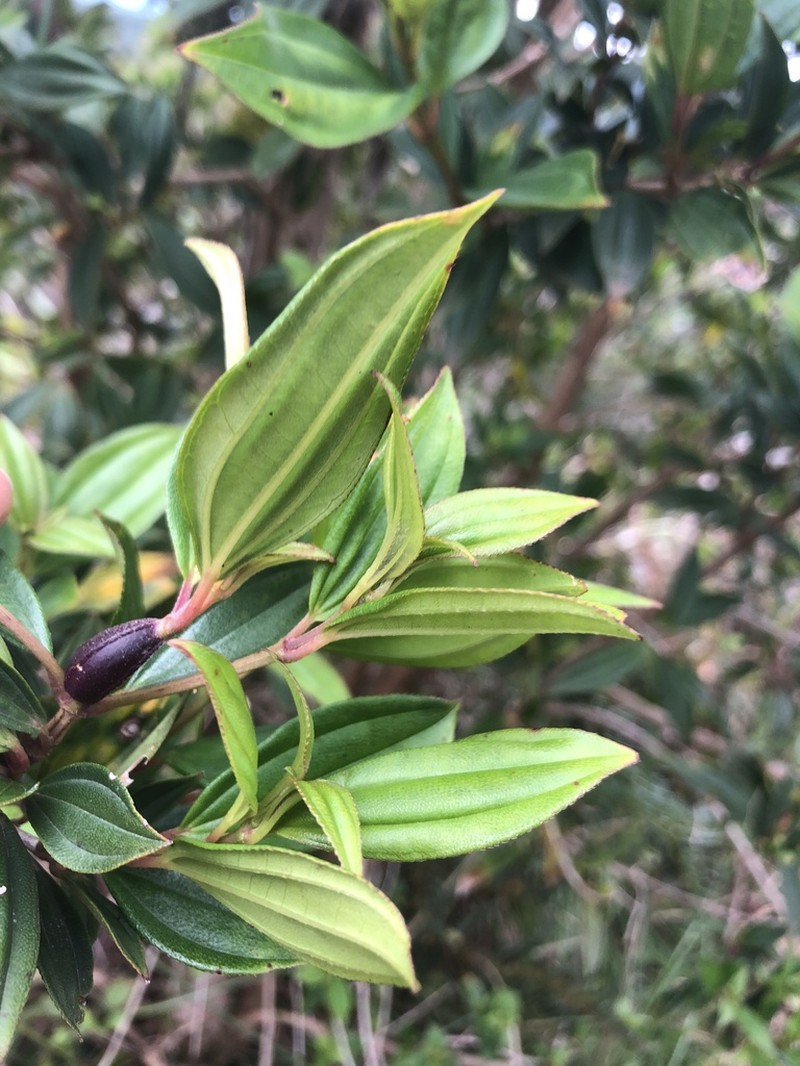 Pleroma sellowianum