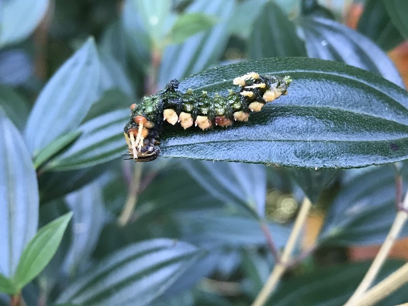 Pleroma sellowianum photo 2