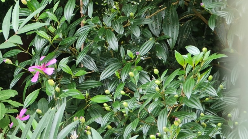 Pleroma sellowianum photo 3