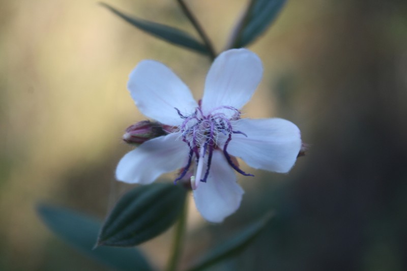 Pleroma sellowianum photo 4