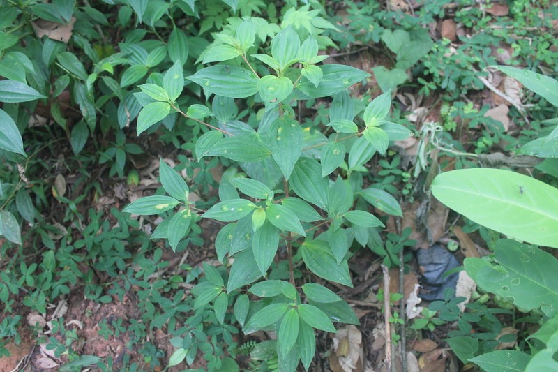 Pleroma sellowianum photo 5