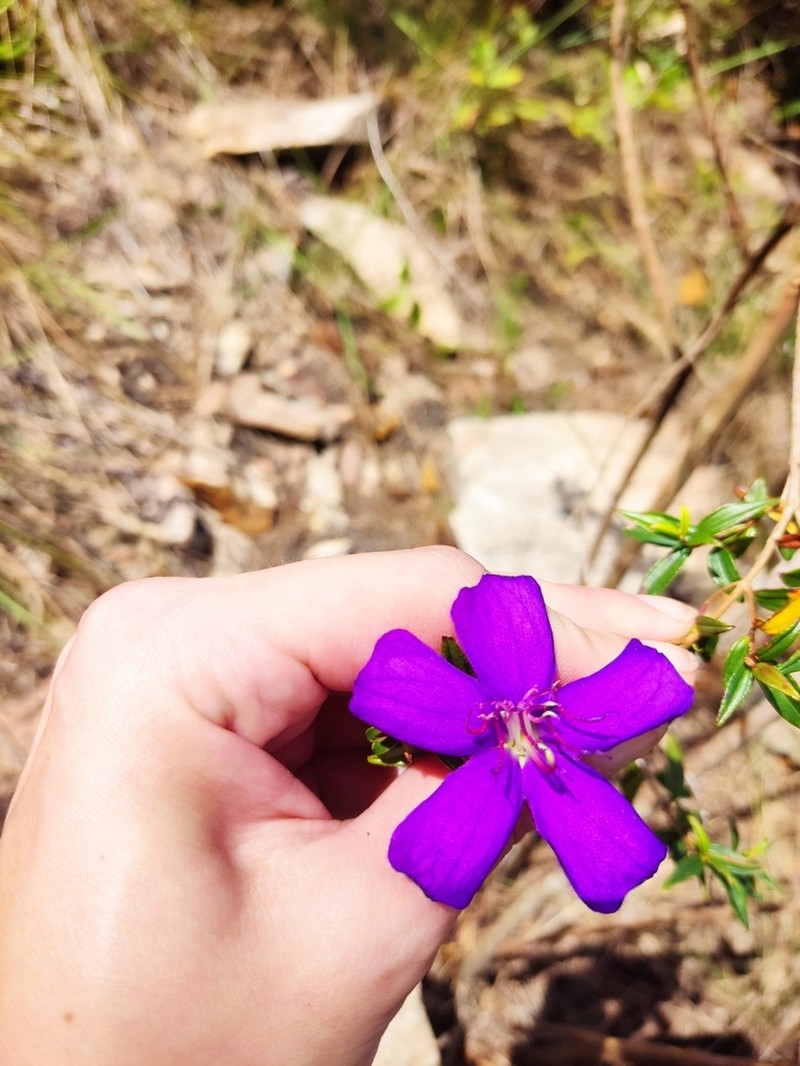 Pleroma sellowianum photo 8
