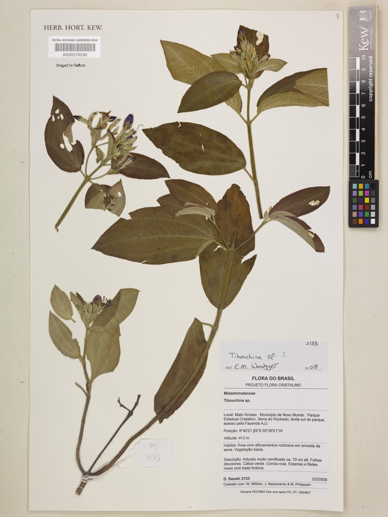 Pleroma stellipile