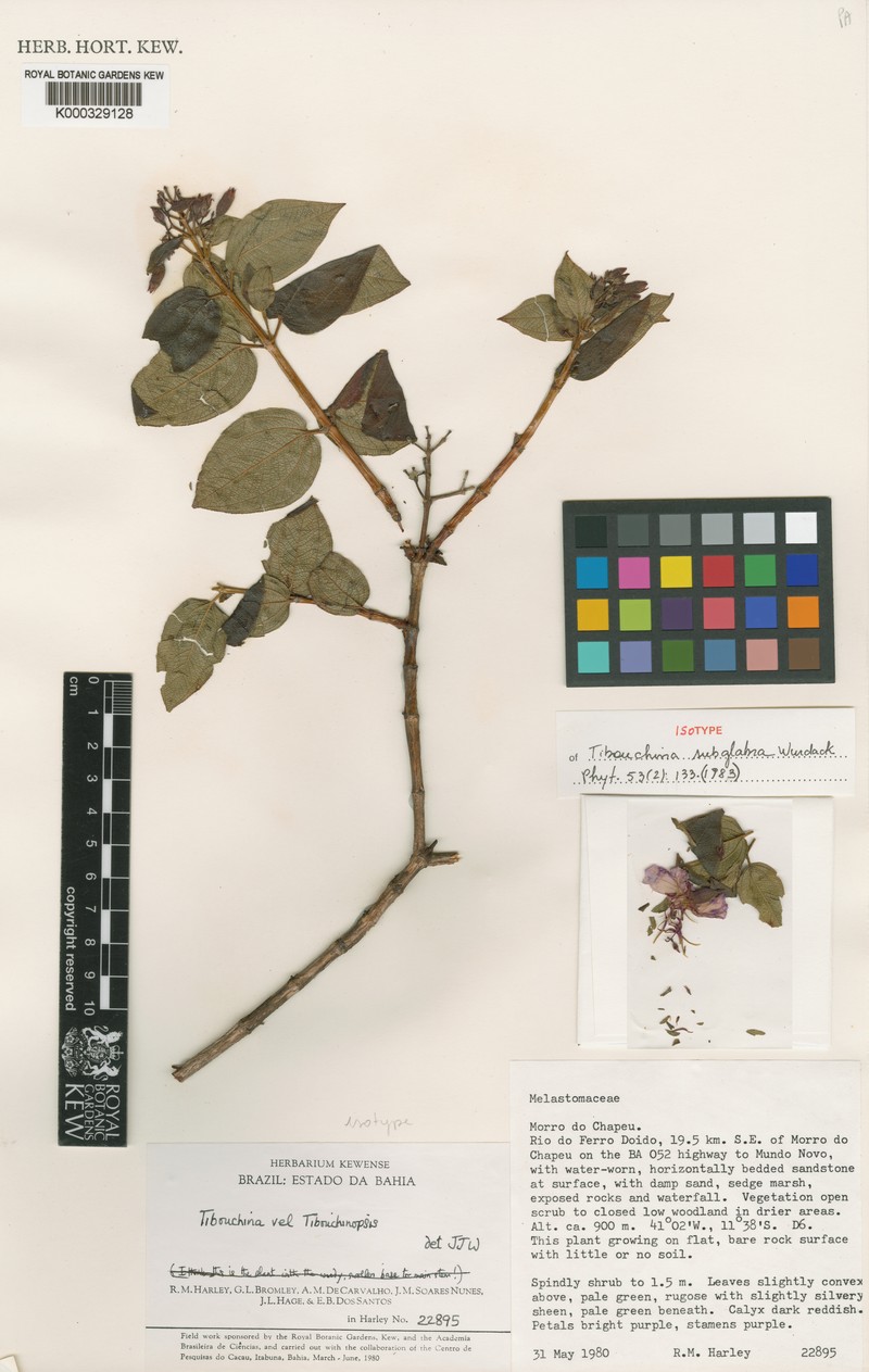 Pleroma subglabrum