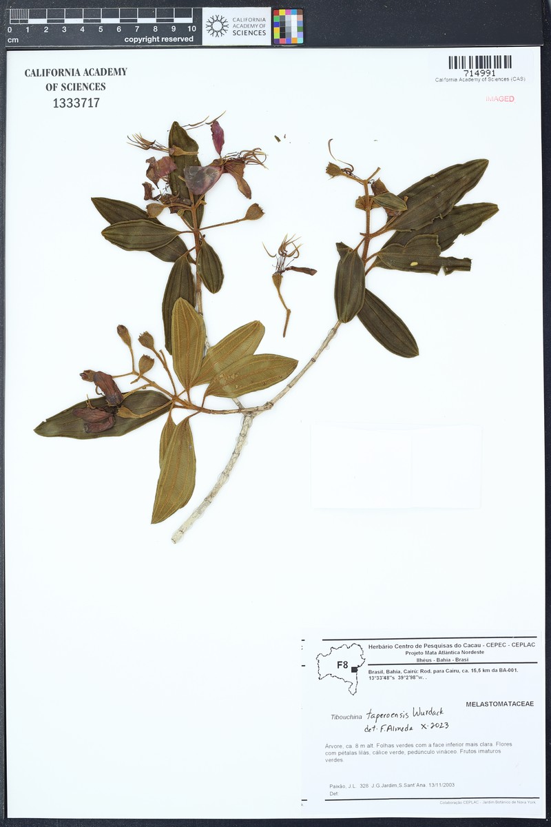 Pleroma taperoense