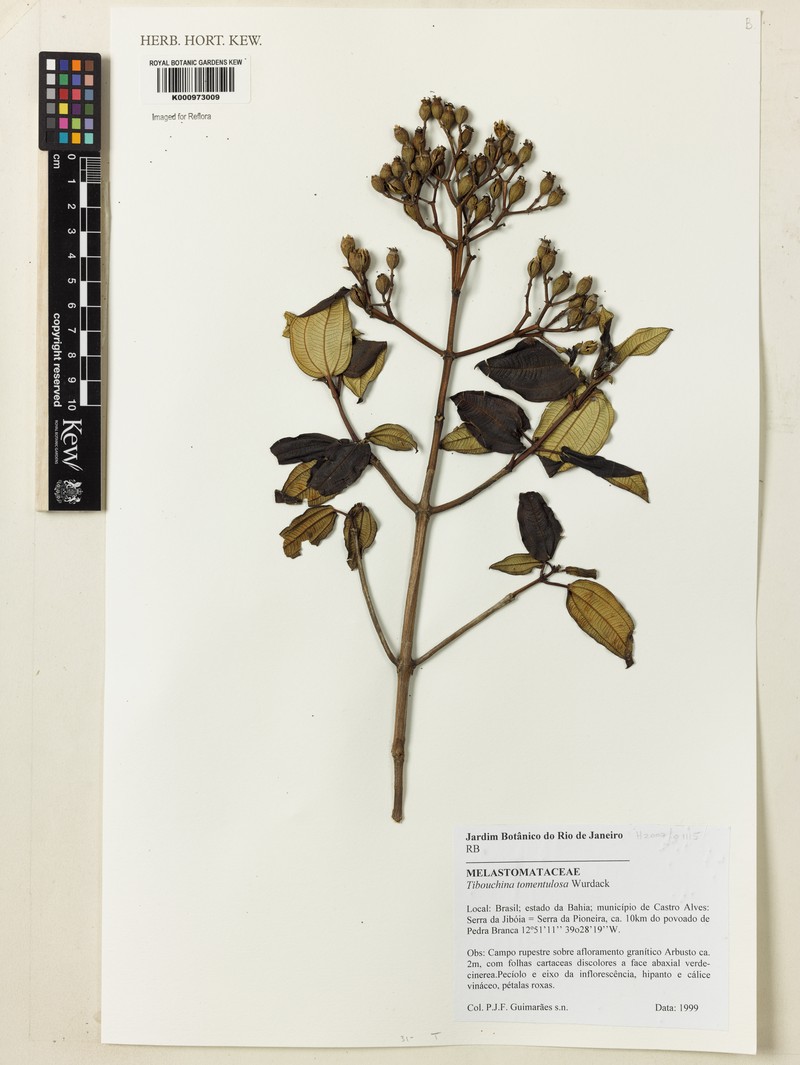 Pleroma tomentulosum