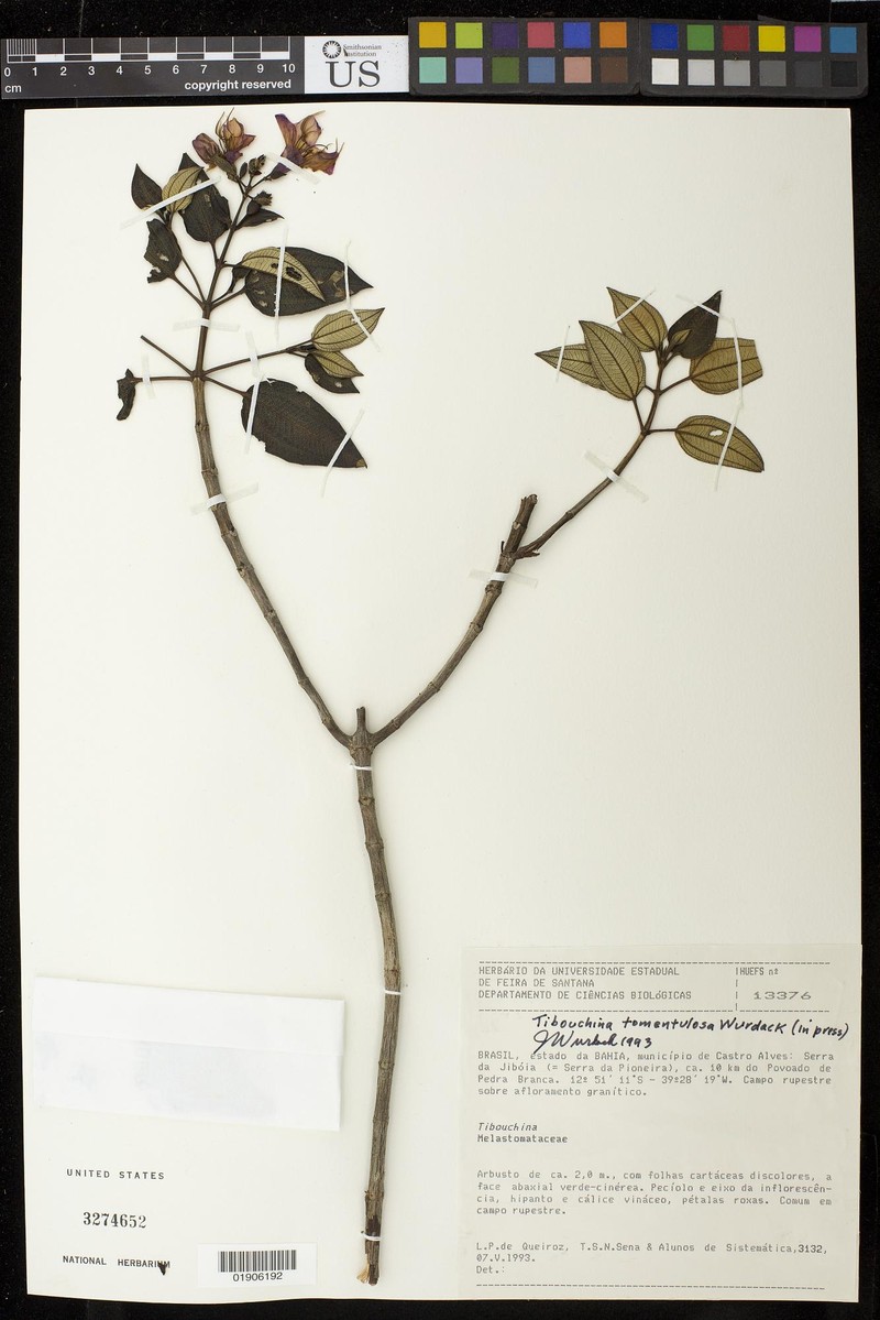 Pleroma tomentulosum photo 2