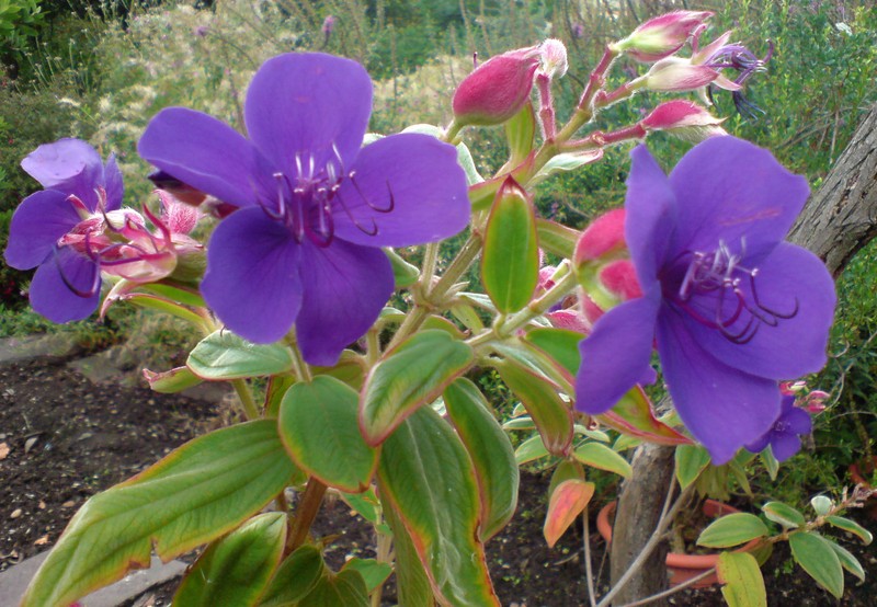 Princess-Flower photo 6