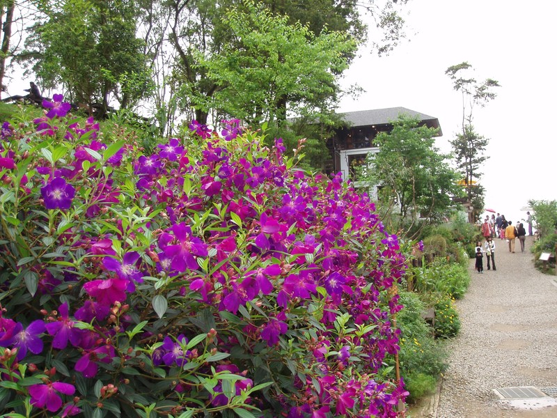 Princess-Flower photo 7