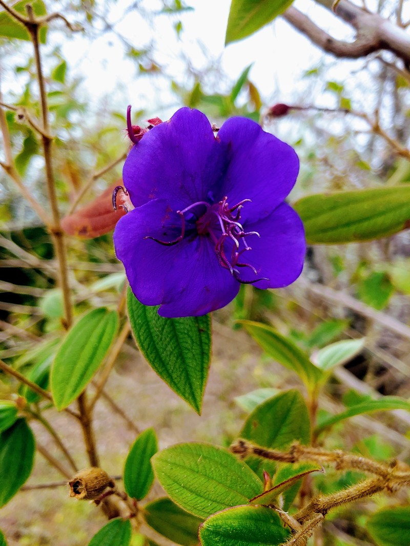 Princess-Flower photo 8