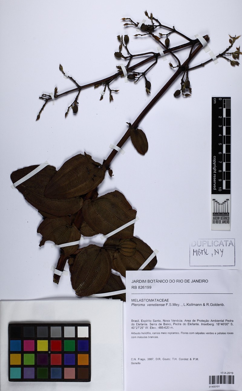 Pleroma venetiense