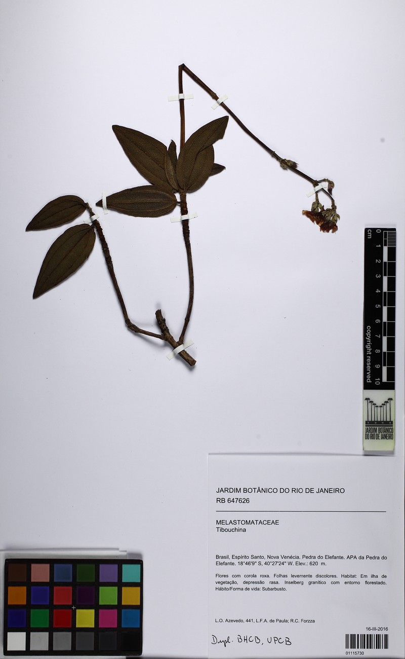 Pleroma venetiense photo 3