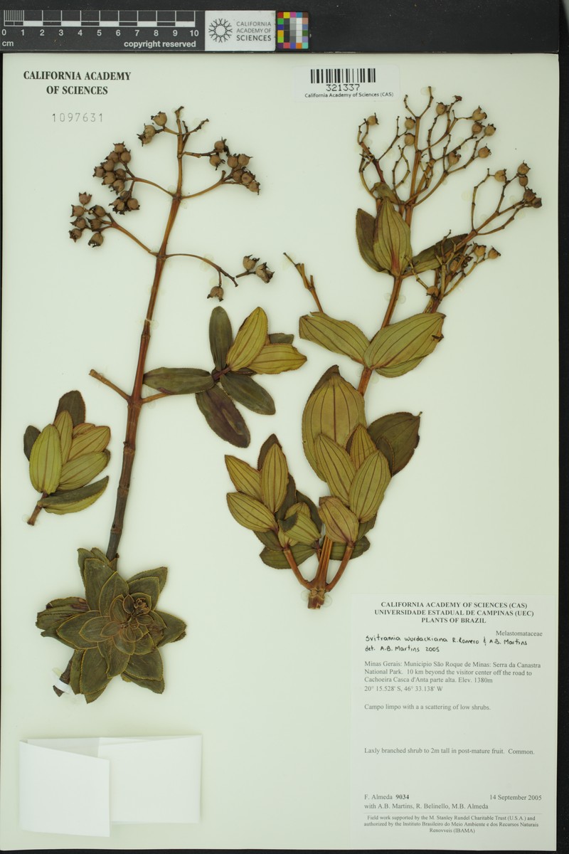 Pleroma wurdackianum photo 2