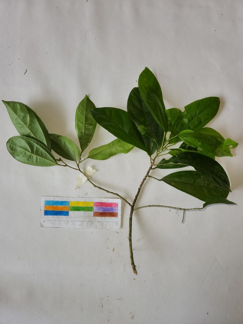 Pleuranthodendron lindenii photo 2