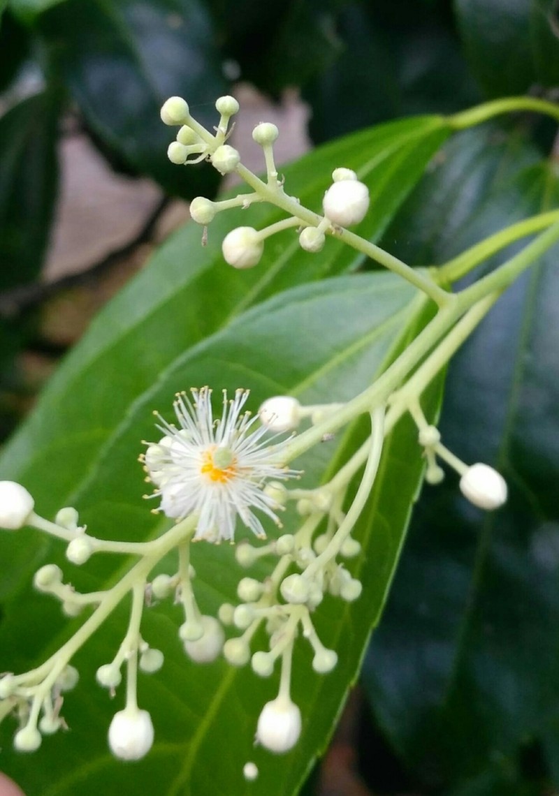 Pleuranthodendron lindenii photo 3
