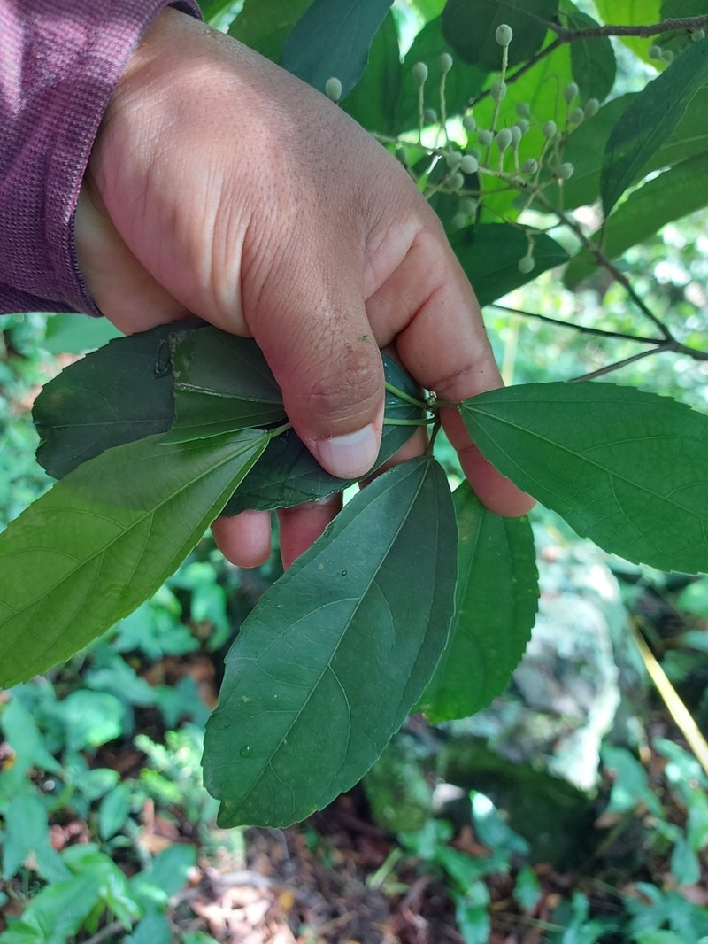 Pleuranthodendron lindenii photo 4