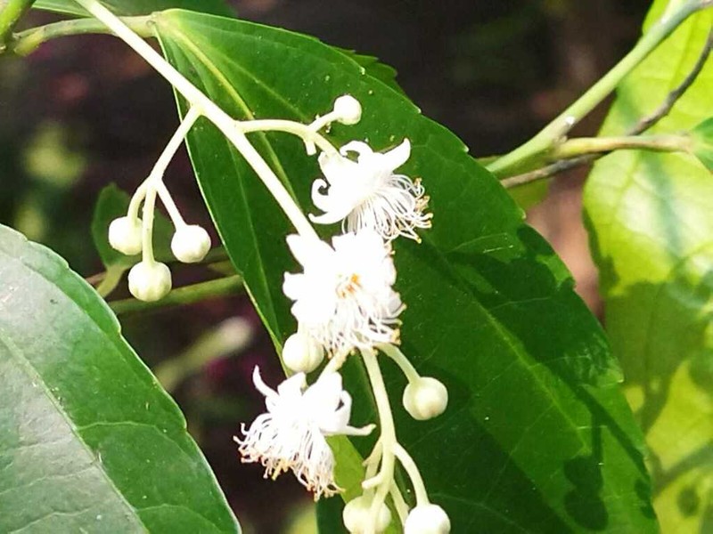 Pleuranthodendron lindenii photo 5