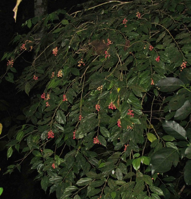 Pleuranthodendron lindenii photo 6