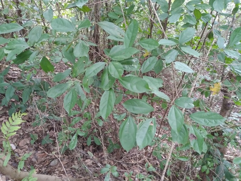 Pleuranthodendron lindenii photo 7