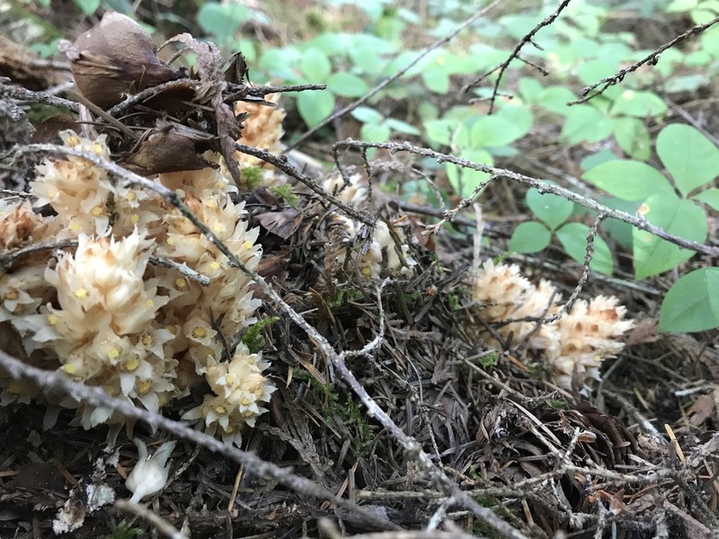 Fringed Pinesap photo 2