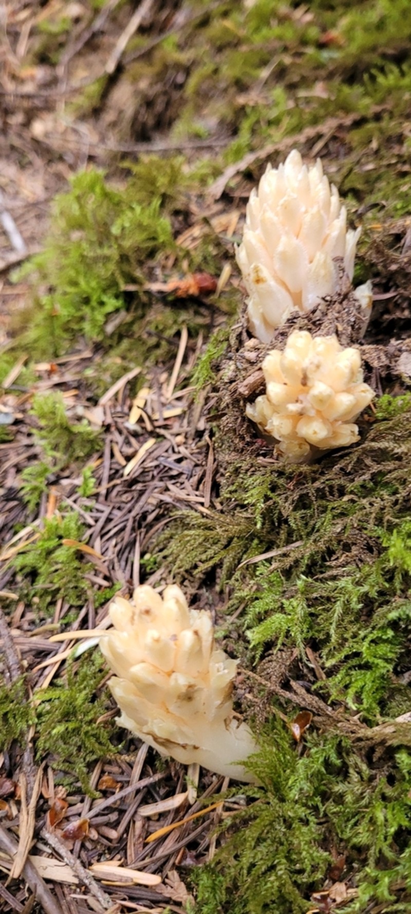 Fringed Pinesap photo 3