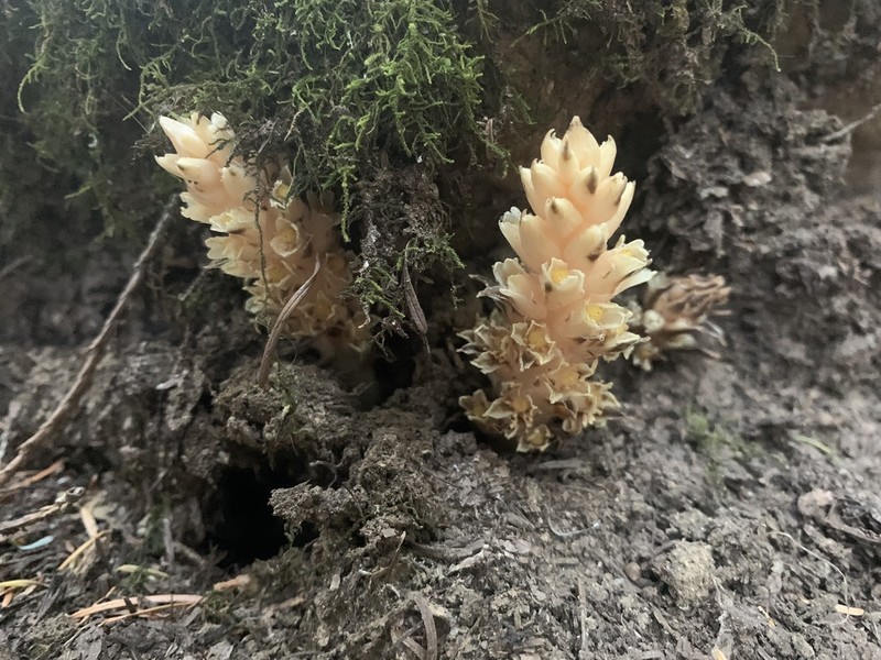 Fringed Pinesap photo 4