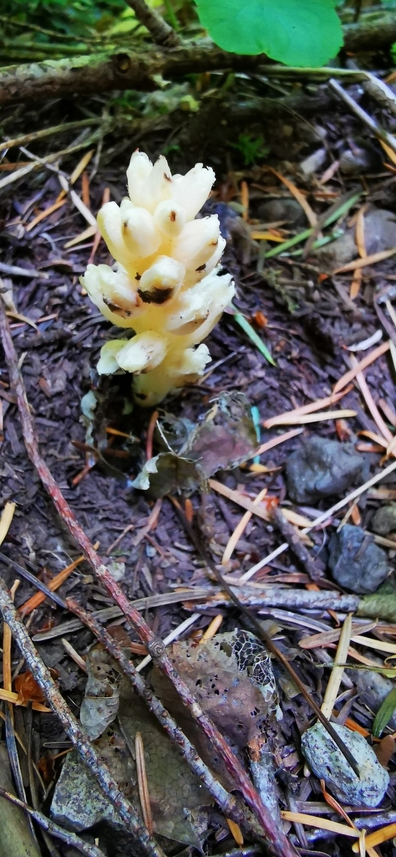 Fringed Pinesap photo 5