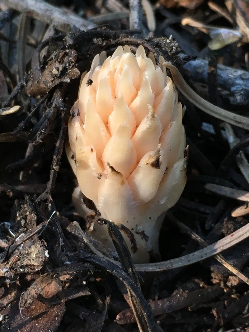 Fringed Pinesap photo 6