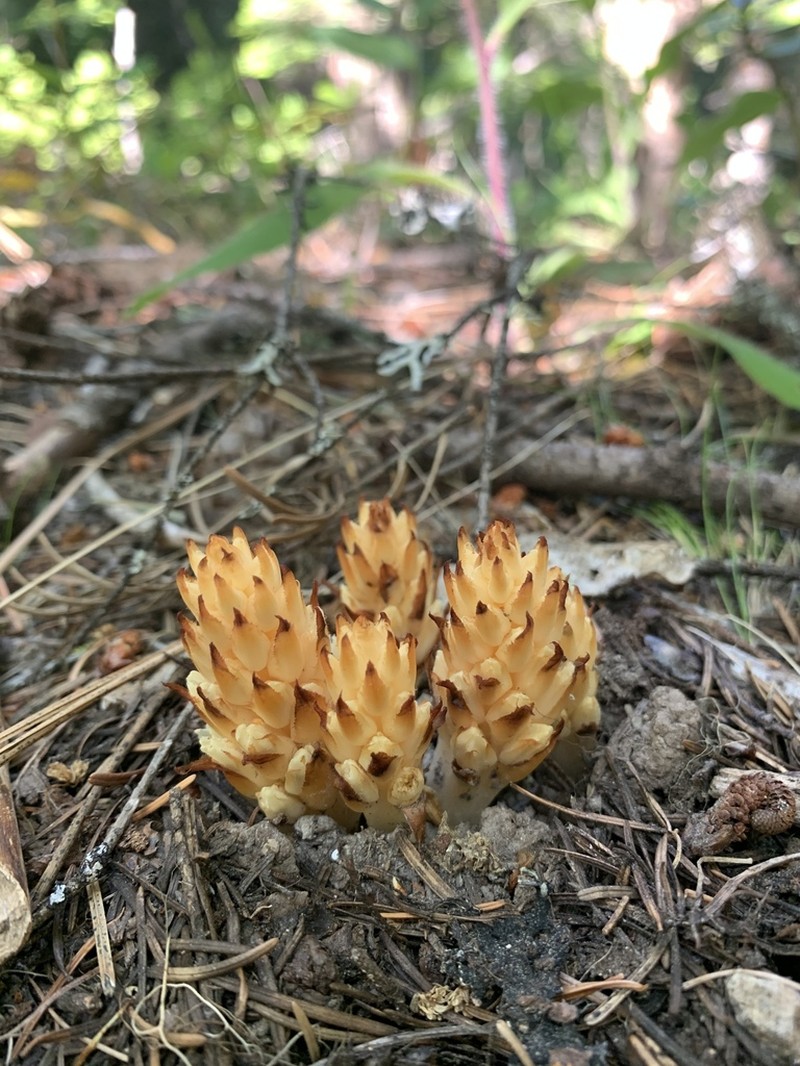 Fringed Pinesap photo 7