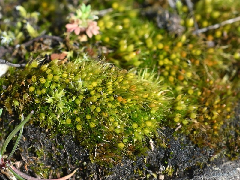 Acuminate Pleuridium Moss