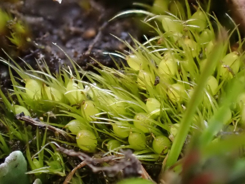 Acuminate Pleuridium Moss photo 2