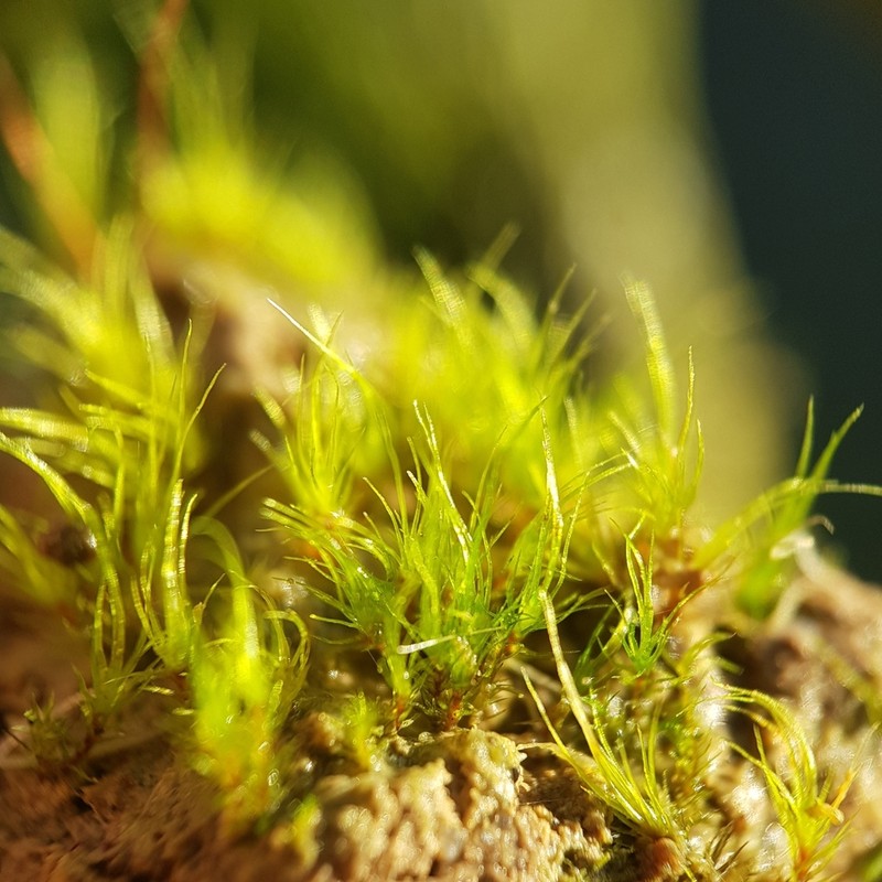 Acuminate Pleuridium Moss photo 3
