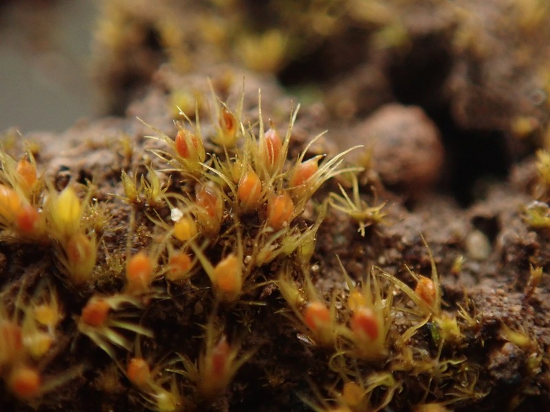 Acuminate Pleuridium Moss photo 4