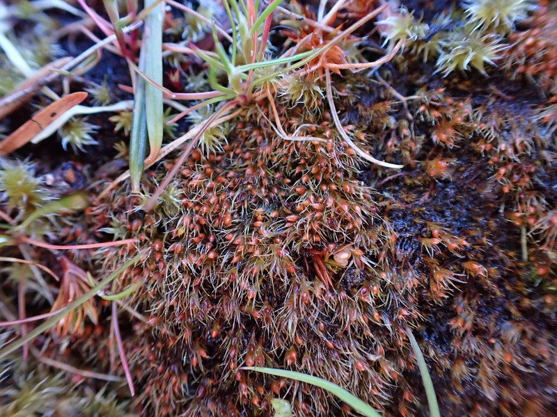 Acuminate Pleuridium Moss photo 5