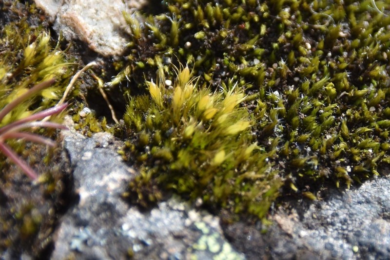 Acuminate Pleuridium Moss photo 6