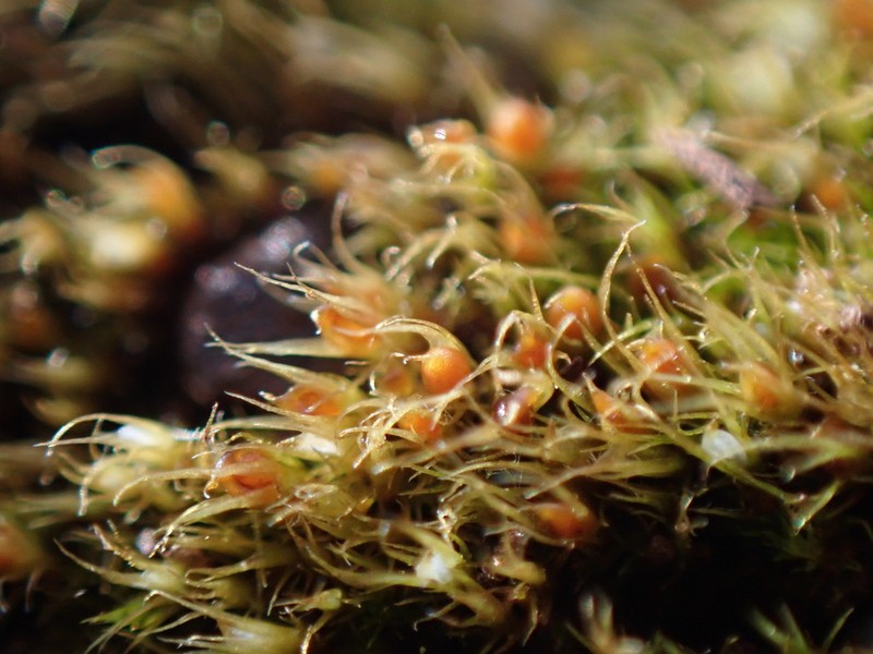 Acuminate Pleuridium Moss photo 7