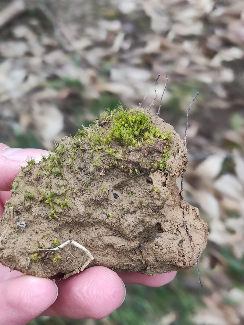 Acuminate Pleuridium Moss photo 8