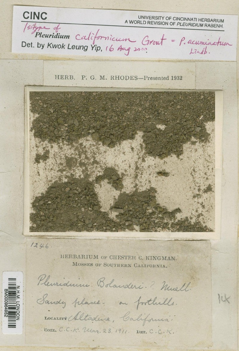 California Pleuridium Moss photo 2