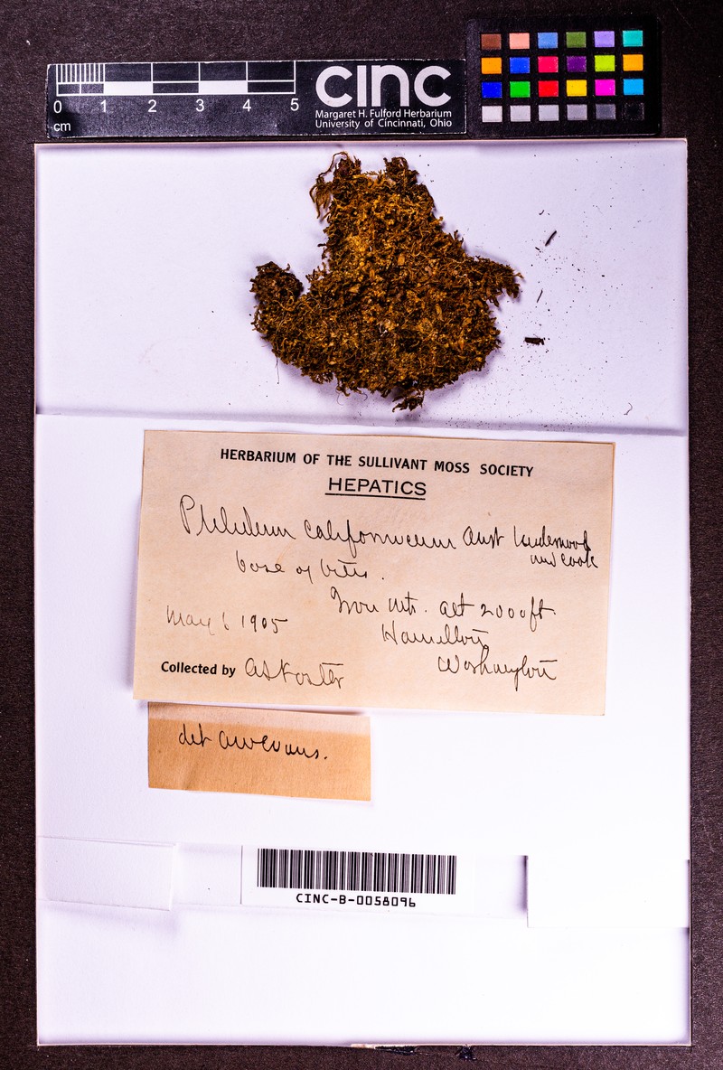 California Pleuridium Moss photo 3